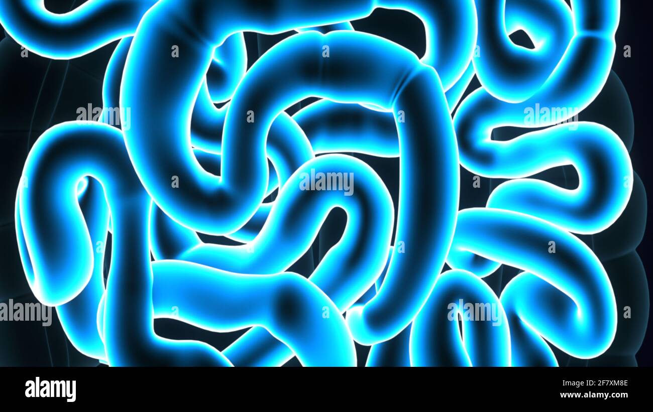 Intestino tenue Illustrazione 3D sistema digestivo umano Anatomia. Foto Stock