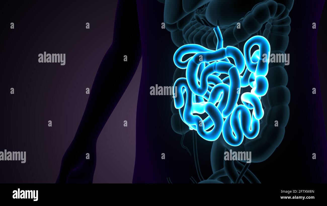 Intestino tenue Illustrazione 3D sistema digestivo umano Anatomia. Foto Stock