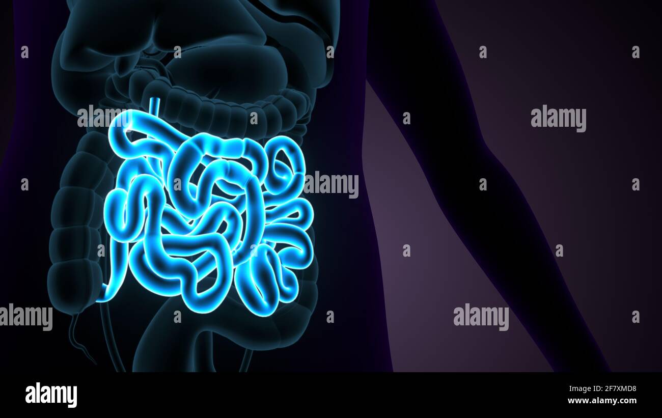 Intestino tenue Illustrazione 3D sistema digestivo umano Anatomia. Foto Stock