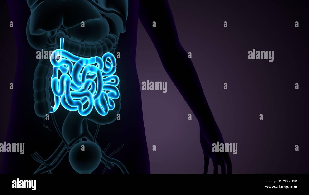 Intestino tenue Illustrazione 3D sistema digestivo umano Anatomia. Foto Stock