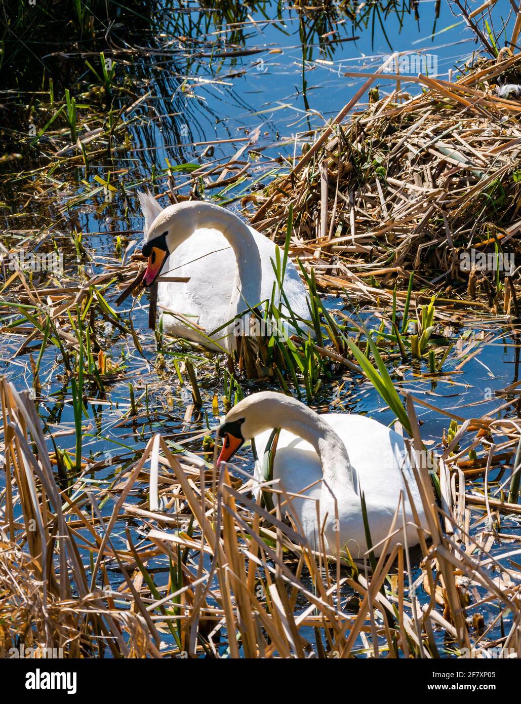 East Lothian, Scozia, Regno Unito, 10 aprile 2021. Regno Unito Meteo: swan Pair deporre uova. Questo cigno muto femmina ha avuto un anno movimentato, perdendo uno dei 4 cignets l'anno scorso così come il suo partner. Ha allevato 3 giovani fino a quando il freddo scatto in febbraio ha congelato il serbatoio. Tutti sono scomparsi, ma la femmina è tornata con un nuovo maschio e il processo è iniziato di nuovo. Due uova sono comparse nel nuovo nido che i cigni continuano a costruire. I cigni prendono 12-24 ore per posare un uovo alla volta in modo da più sono expected.The mute coppia di cigni che costruiscono il nido dalle canne Foto Stock