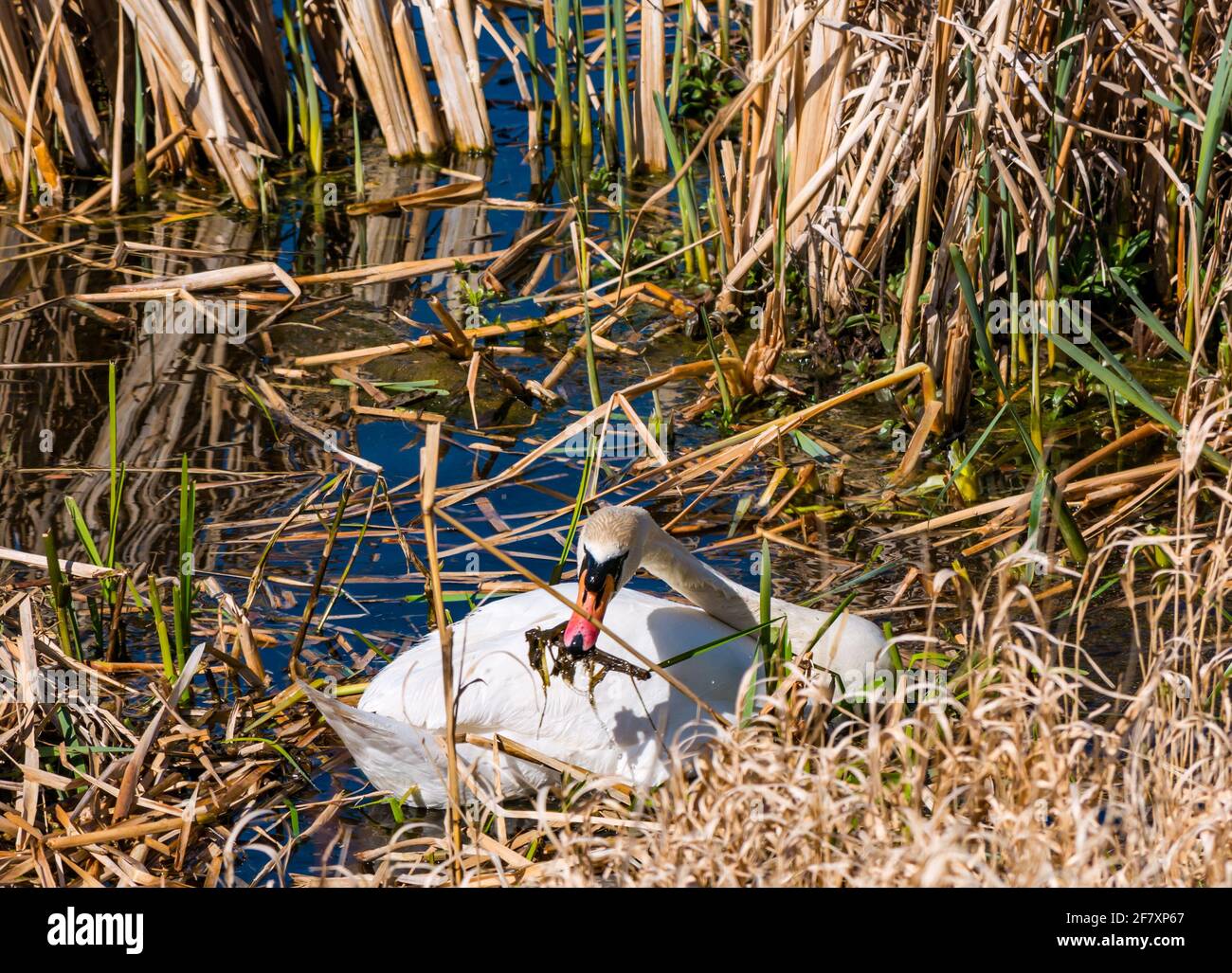 East Lothian, Scozia, Regno Unito, 10 aprile 2021. Regno Unito Meteo: swan Pair deporre uova. Questo cigno muto femmina ha avuto un anno movimentato, perdendo uno dei 4 cignets l'anno scorso così come il suo partner. Ha allevato 3 giovani fino a quando il freddo scatto in febbraio ha congelato il serbatoio. Tutti sono scomparsi, ma la femmina è tornata con un nuovo maschio e il processo è iniziato di nuovo. Due uova sono comparse nel nuovo nido che i cigni continuano a costruire. I cigni prendono 12-24 ore per posare un uovo alla volta in modo da più sono attesi. La femmina cigno che tira alle canne per costruire il nido Foto Stock