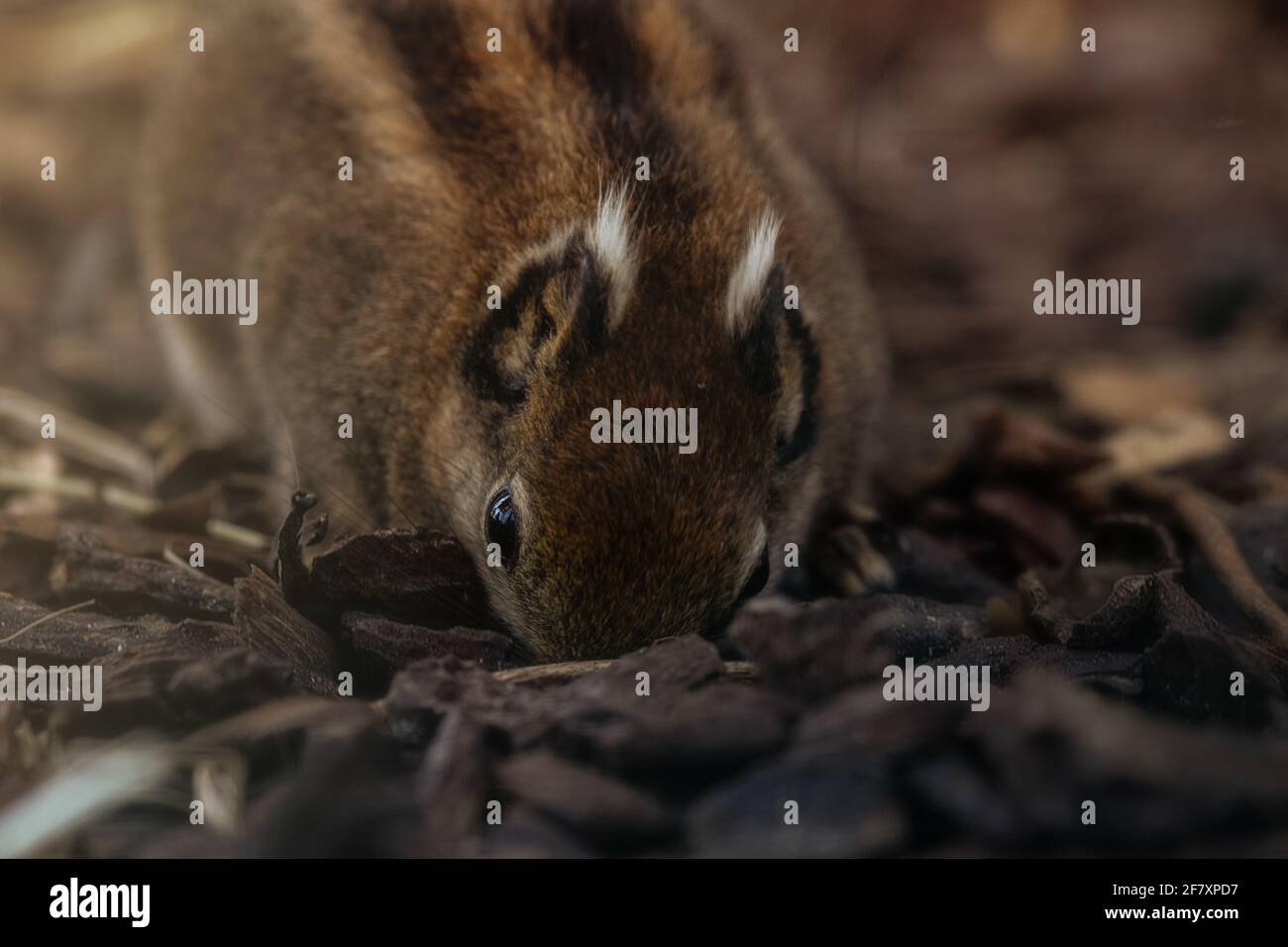 Siberian Chippmunk (Tamias sibiricus) alla ricerca di cibo Foto Stock