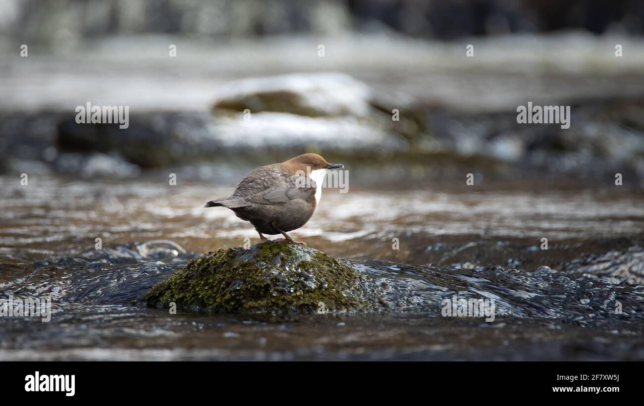 Il dipper bianco colato Cincluses comprende seduto su una pietra e alla ricerca di cibo in inverno, la foto migliore. Foto Stock