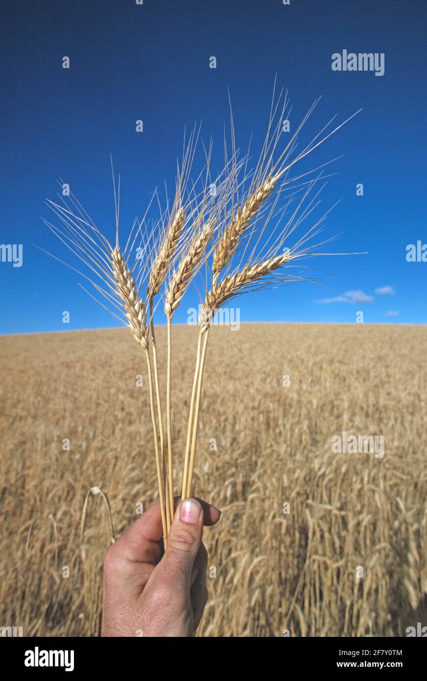 Australia. Agricoltura. All'aperto vicino della mano dell'uomo che tiene il grano. Foto Stock