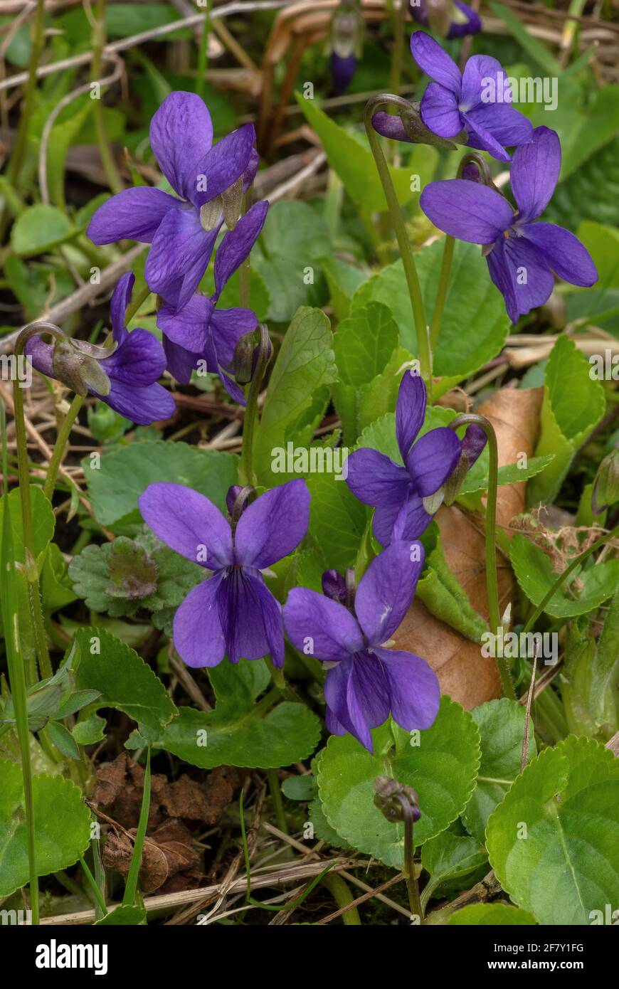 Fiori di viola dolce, Viola odorata - forma viola - in primavera. Foto Stock