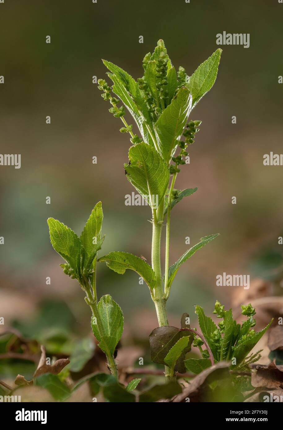 Mercurio del cane, Mercurialis perennis, in fiore in bosco all'inizio della primavera. Piante maschili. Foto Stock