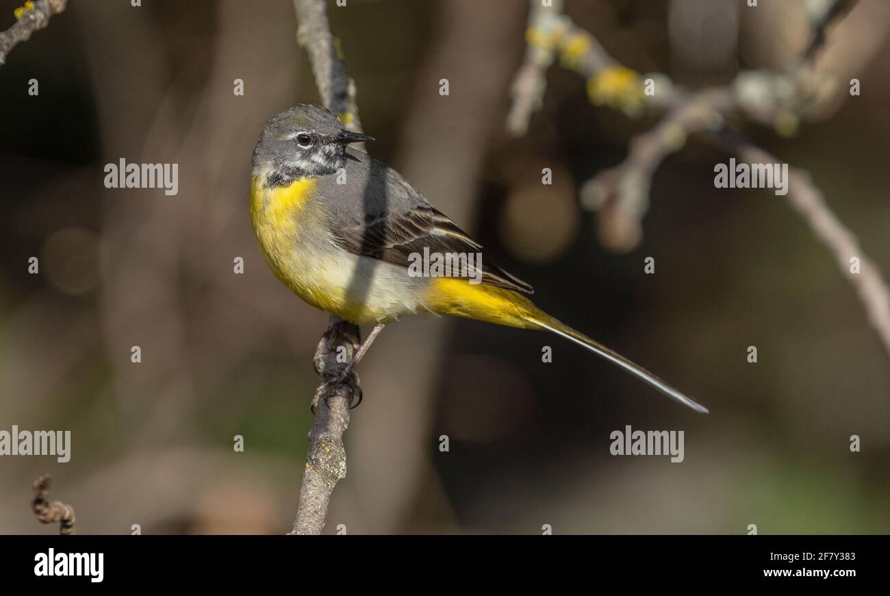 Coda di rondine grigia, Motacilla cinerea, arroccata in cespuglio dal flusso veloce in primavera. Foto Stock