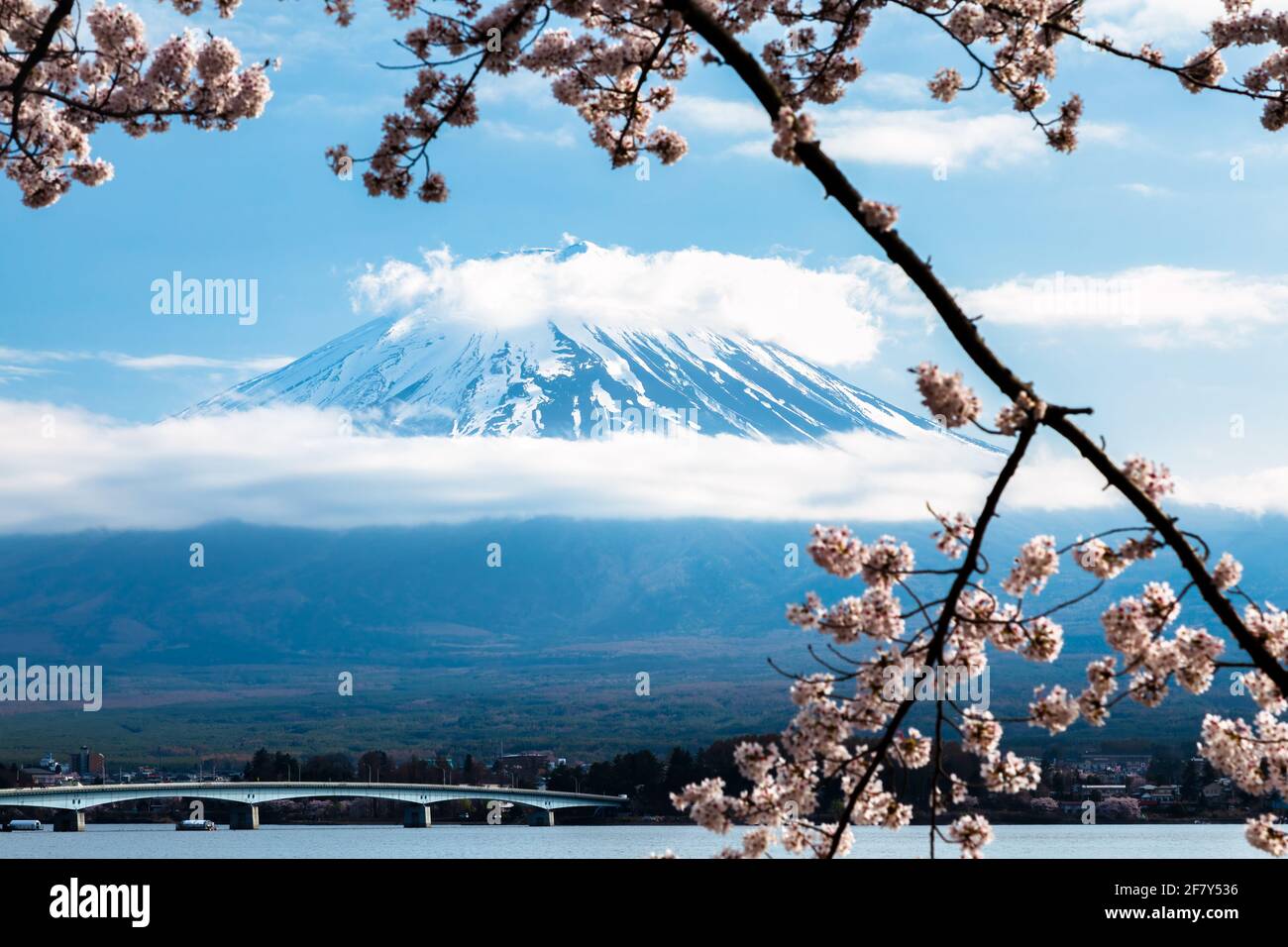 Mt. Fuji e fiori di ciliegia al lago Kawaguchi , Fujikawaguchiko Town, Yamanashi, Giappone Foto Stock