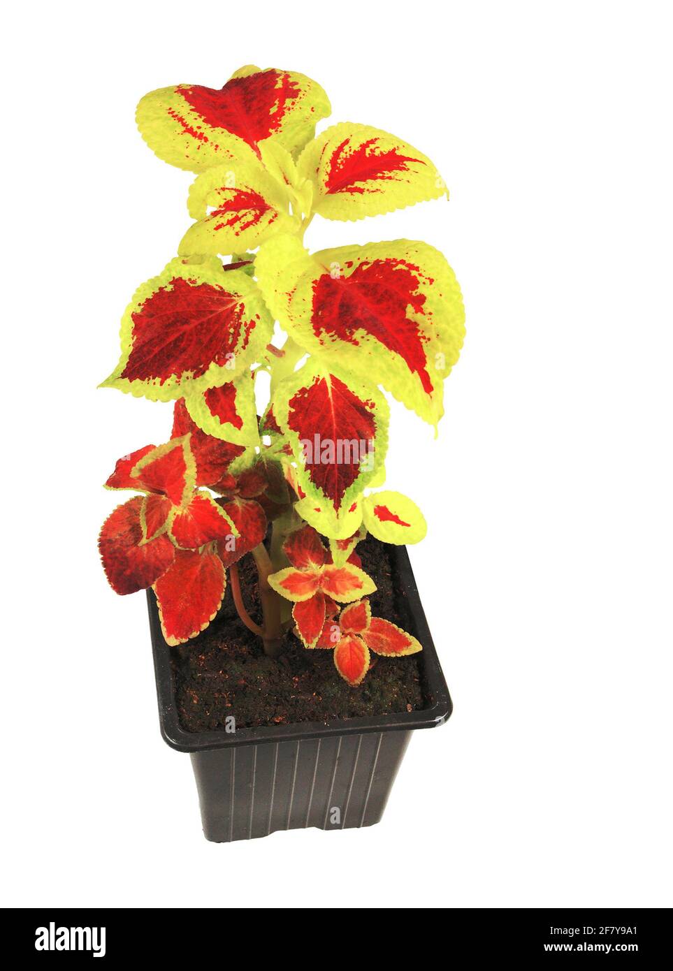Coleus pianta dai colori brillanti, isolata su sfondo bianco. Foto Stock