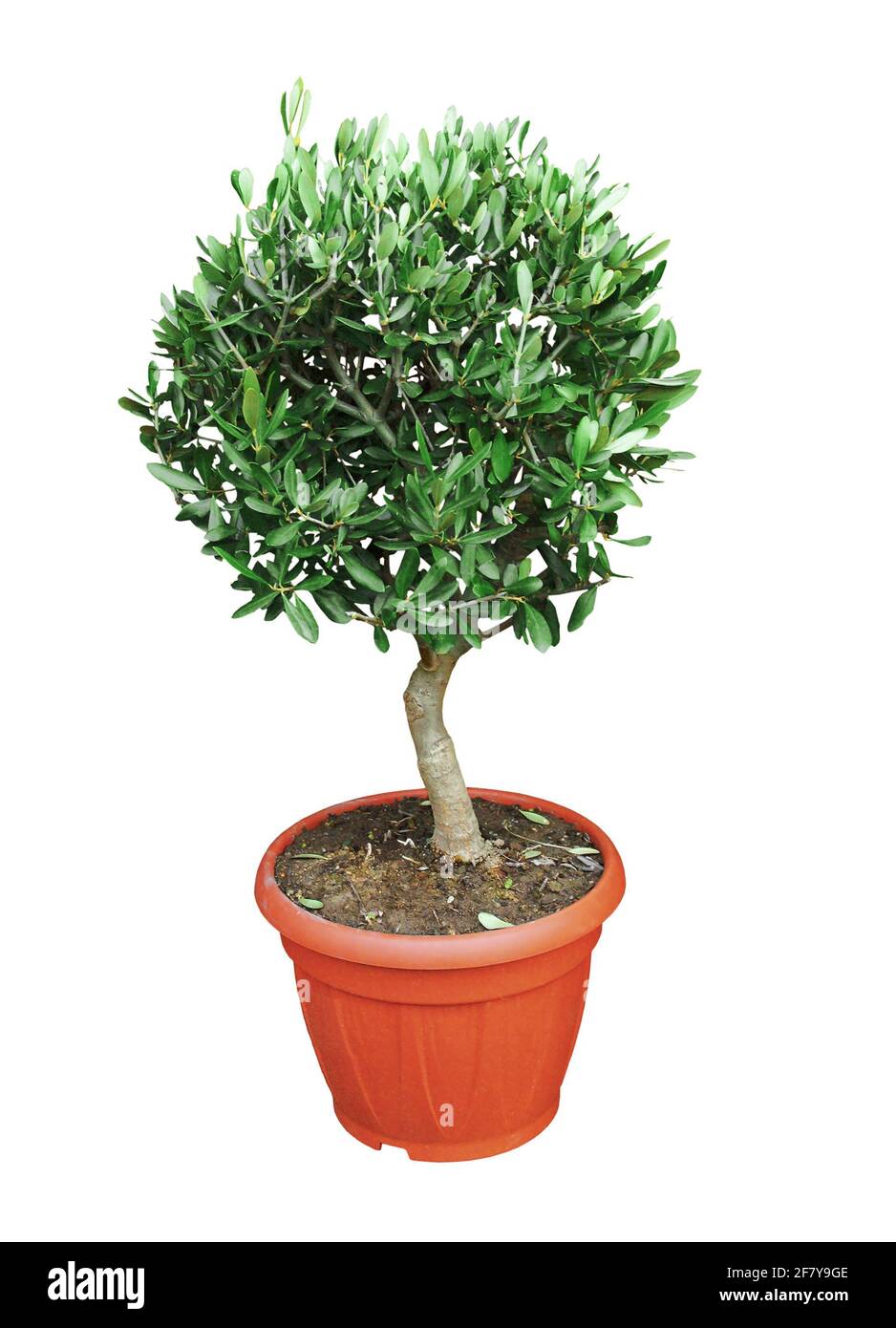 Olivo nano scolpito in una pentola isolato sfondo. ted su uno sfondo bianco. Foto Stock