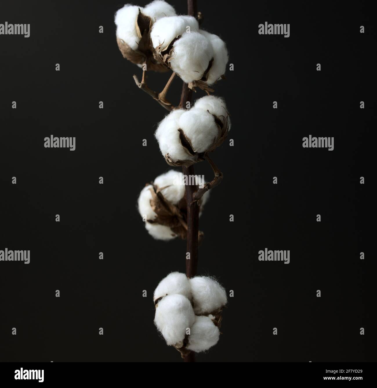 Ramo di fiore di cotone. Natura morta, arte, fotografia scura. Testa sopra, scatto con angolazione media, stile dell'immagine orizzontale. Foto Stock