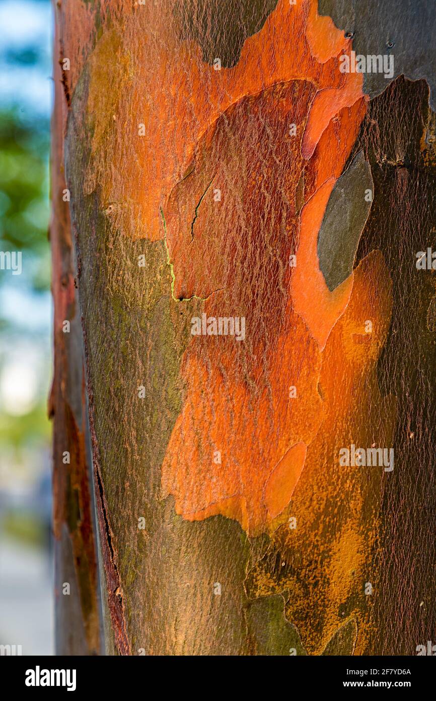 Corteccia rossa peeling su albero, Miri, Malesia Foto Stock