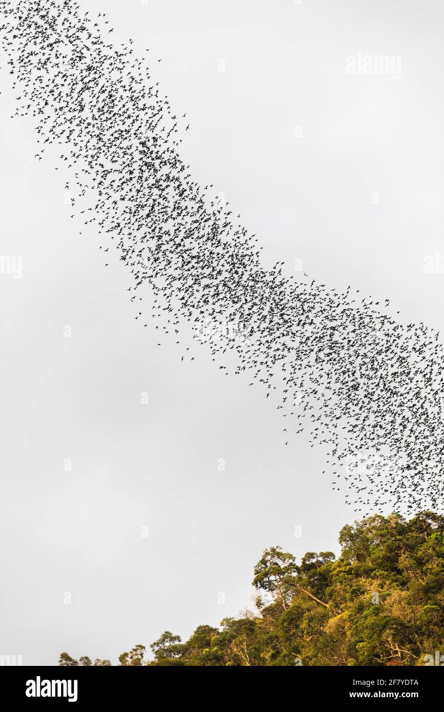 Volo BAT da Deer Cave contro il tramonto cielo, Mulu, Malesia Foto Stock