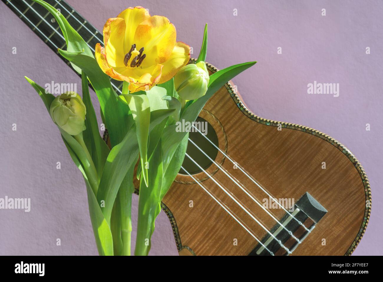 Un bouquet di bei tulipani su uno sfondo lilla e un frammento di uno strumento musicale ukulele. Foto Stock