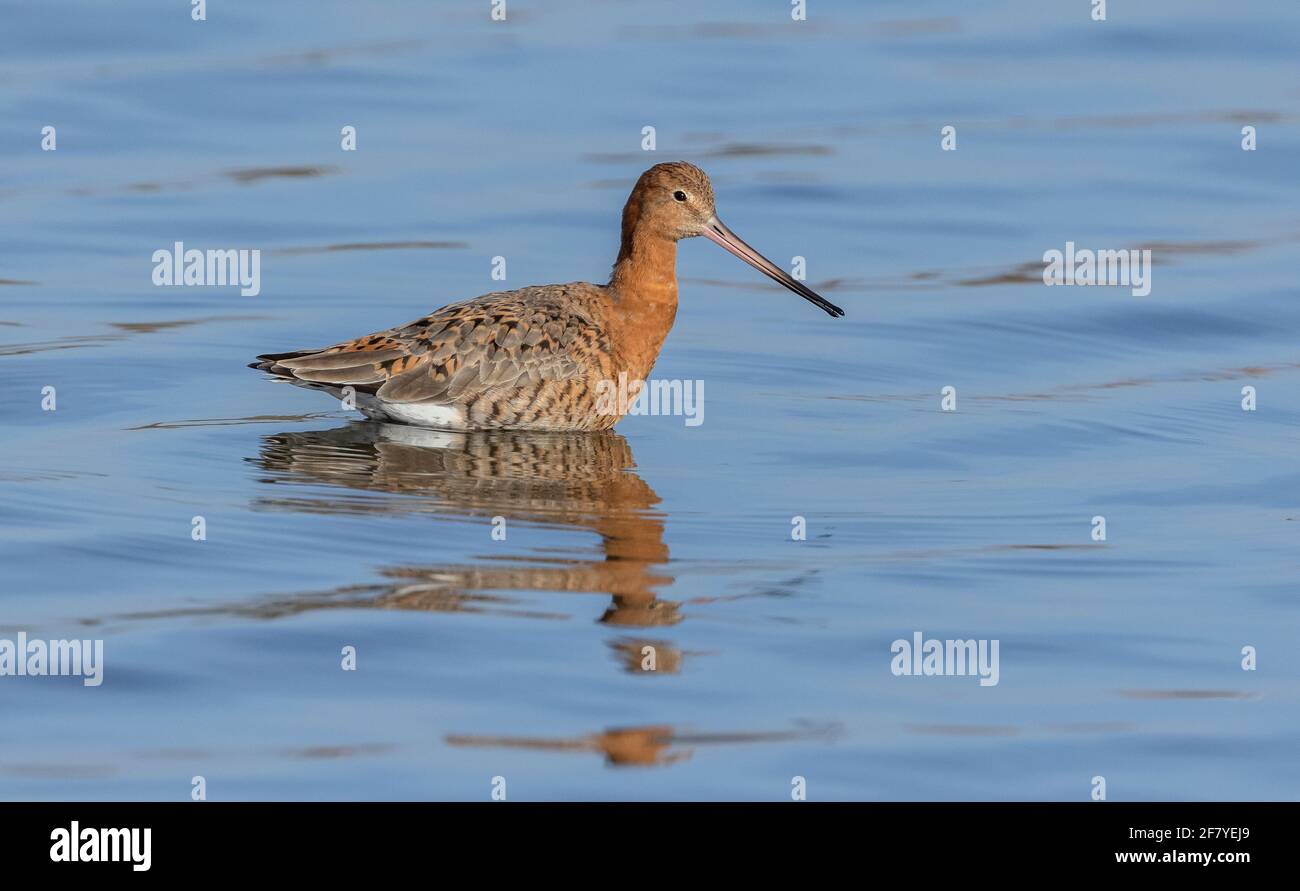 godwit dalla coda nera, Limosa limosa, che si nuote in una laguna dalle maree poco profonde; fine inverno, che sta per partire per l'artico, sviluppando un piumaggio di allevamento. Foto Stock