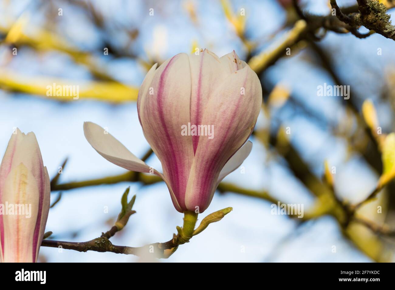 Magnolia Soulangeana o Salsa Mangolia fiore Foto Stock