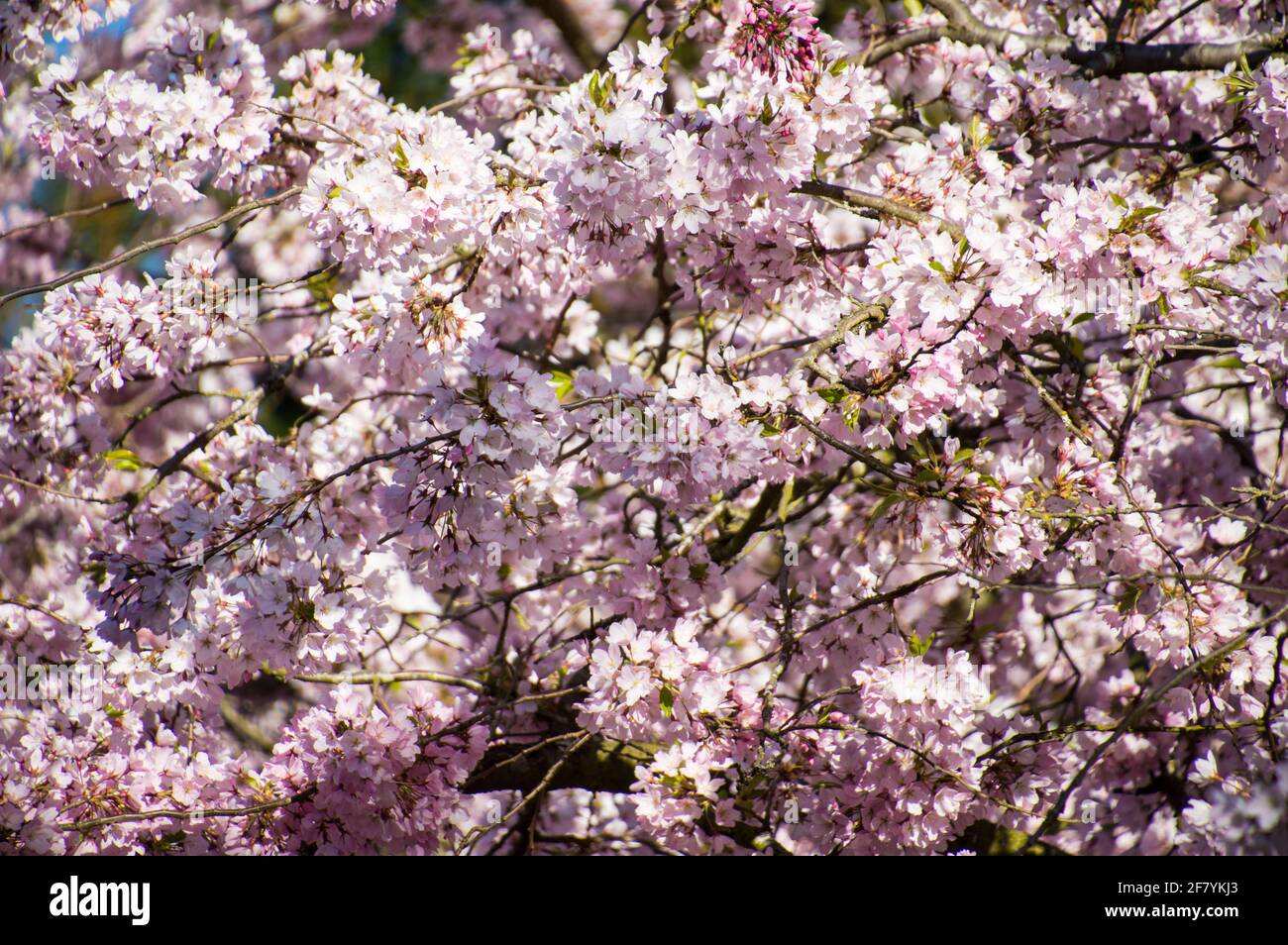 Fiori in fiore di ciliegio giapponese (Prunus serrulata) Foto Stock