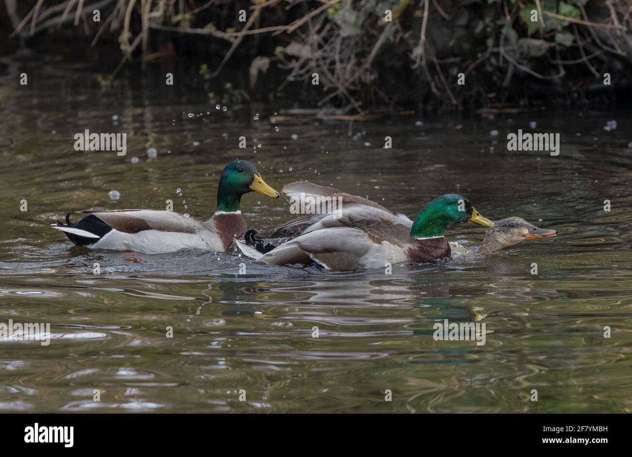 Due Mallards maschi, Anas platyrhynchos, che tentano di accoppiarsi con una sola femmina. Molla. Foto Stock