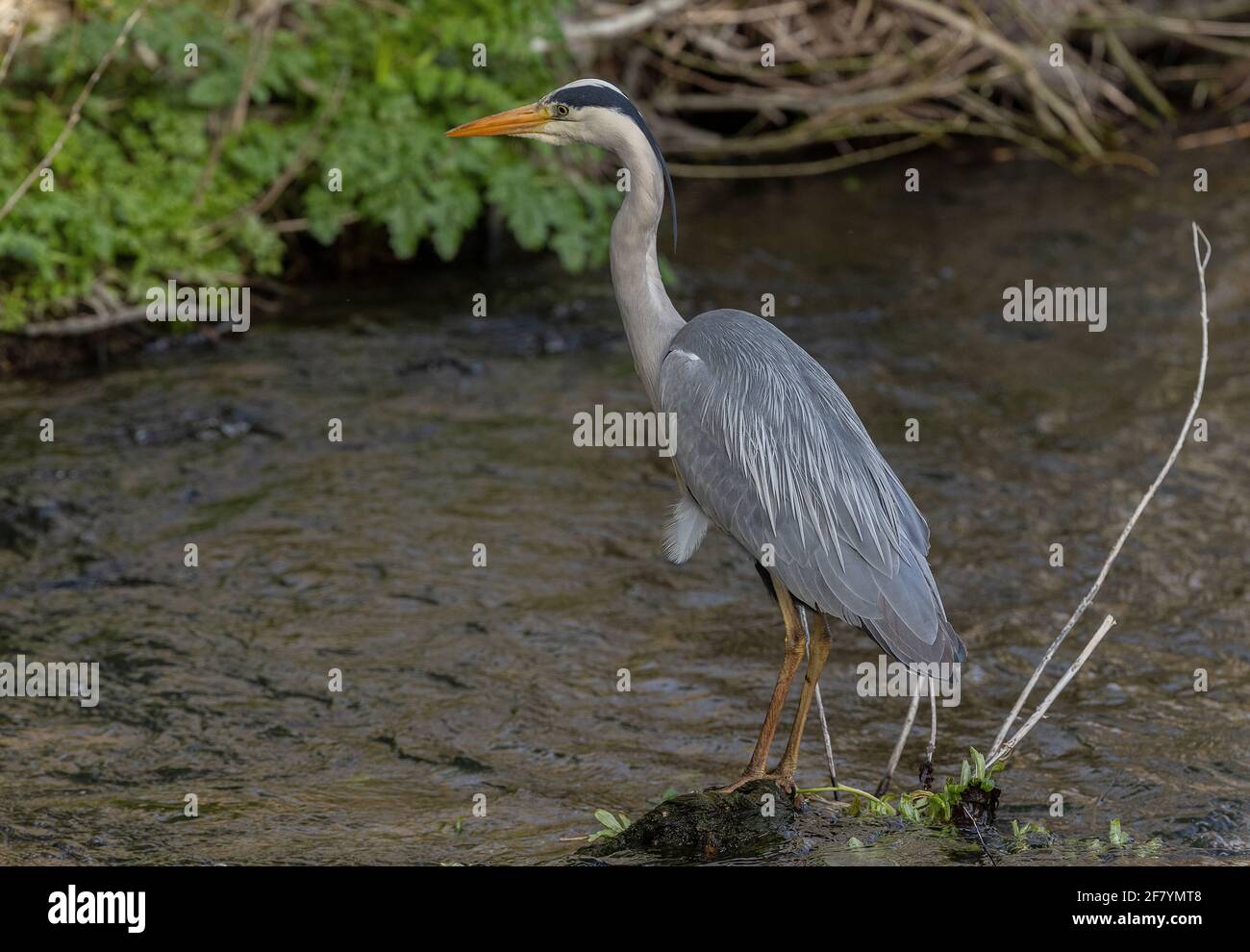 Grey Heron, Ardea cinerea, pesca nel fiume Allen nel centro di Wimborne, Dorset. Foto Stock