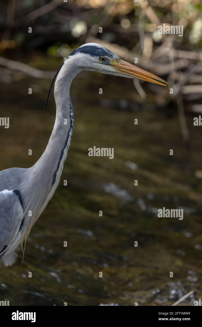 Grey Heron, Ardea cinerea, pesca nel fiume Allen nel centro di Wimborne, Dorset. Foto Stock