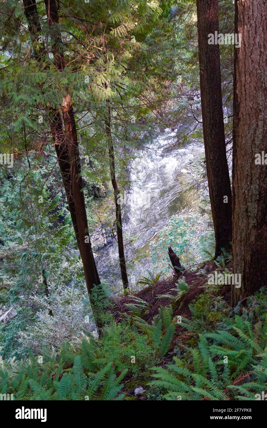 Un fiume che attraversa boschi con spruzzi d'acqua, circondato da alberi verdi nel Capilano Suspension Bridge Park del Canada. Foto Stock