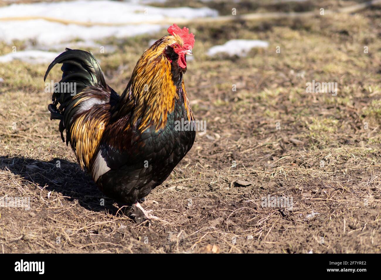 Bella gallo sulla fattoria in una giornata di sole.Animali dentro la primavera Foto Stock