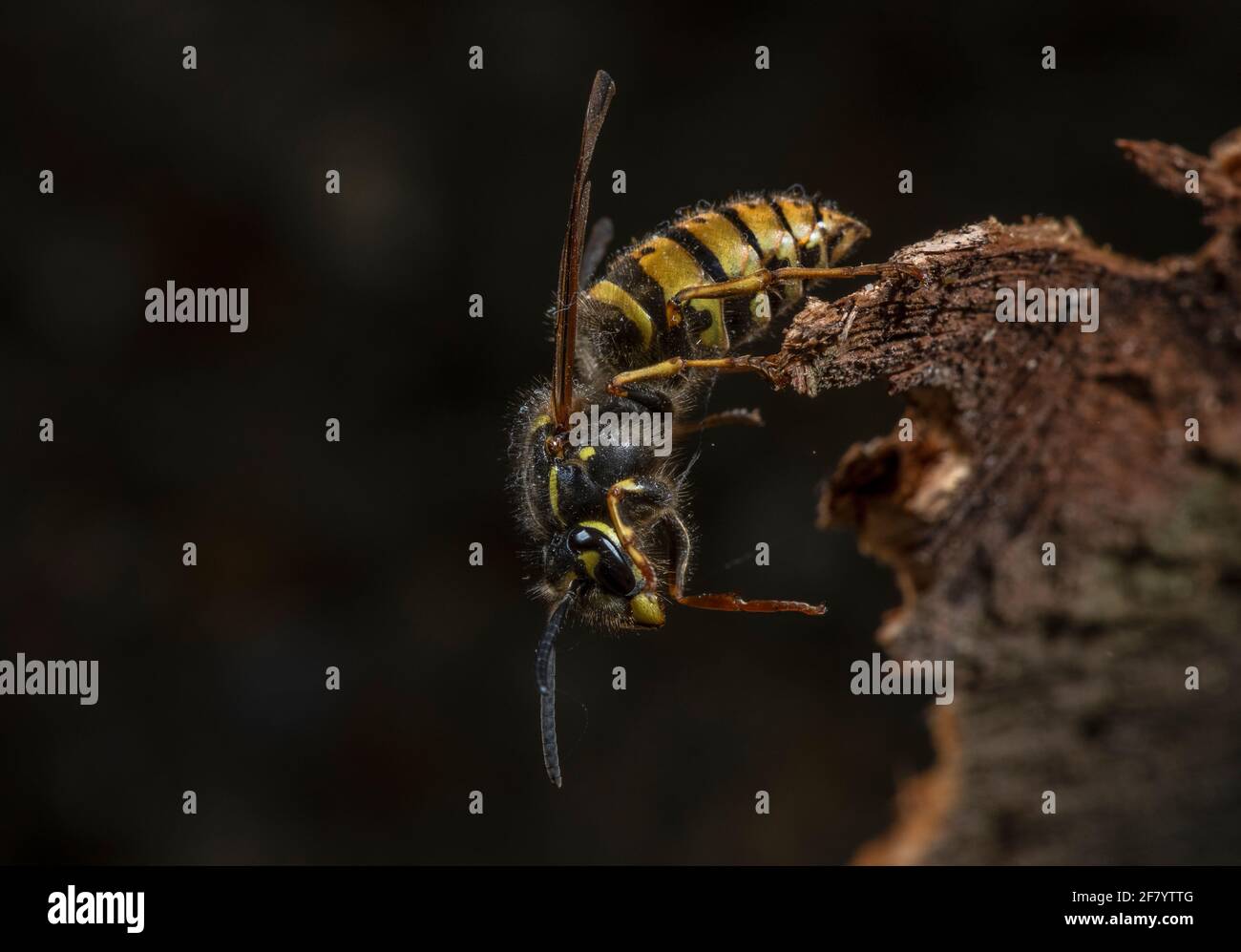 Regina comune waspa, Vespula vulgaris, raccogliendo polpa di legno dopo essere emerso dall'ibernazione. Foto Stock