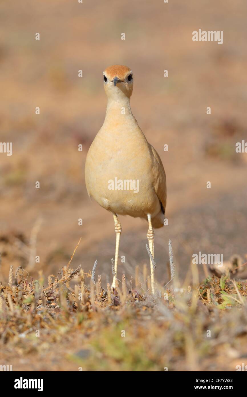 Un Courser adulto color crema (Cursorius Cursor) sul deserto di pietra sull'isola di Fuerteventura, Isole Canarie Foto Stock