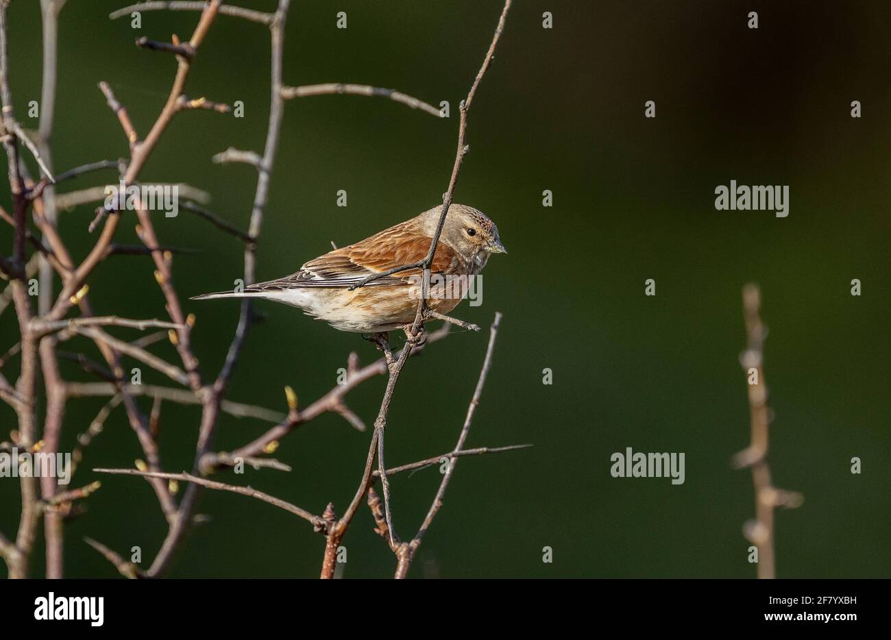 Linnet maschio, Linaria cannabina, arroccato nella macchia litoranea, primavera iniziale. Foto Stock