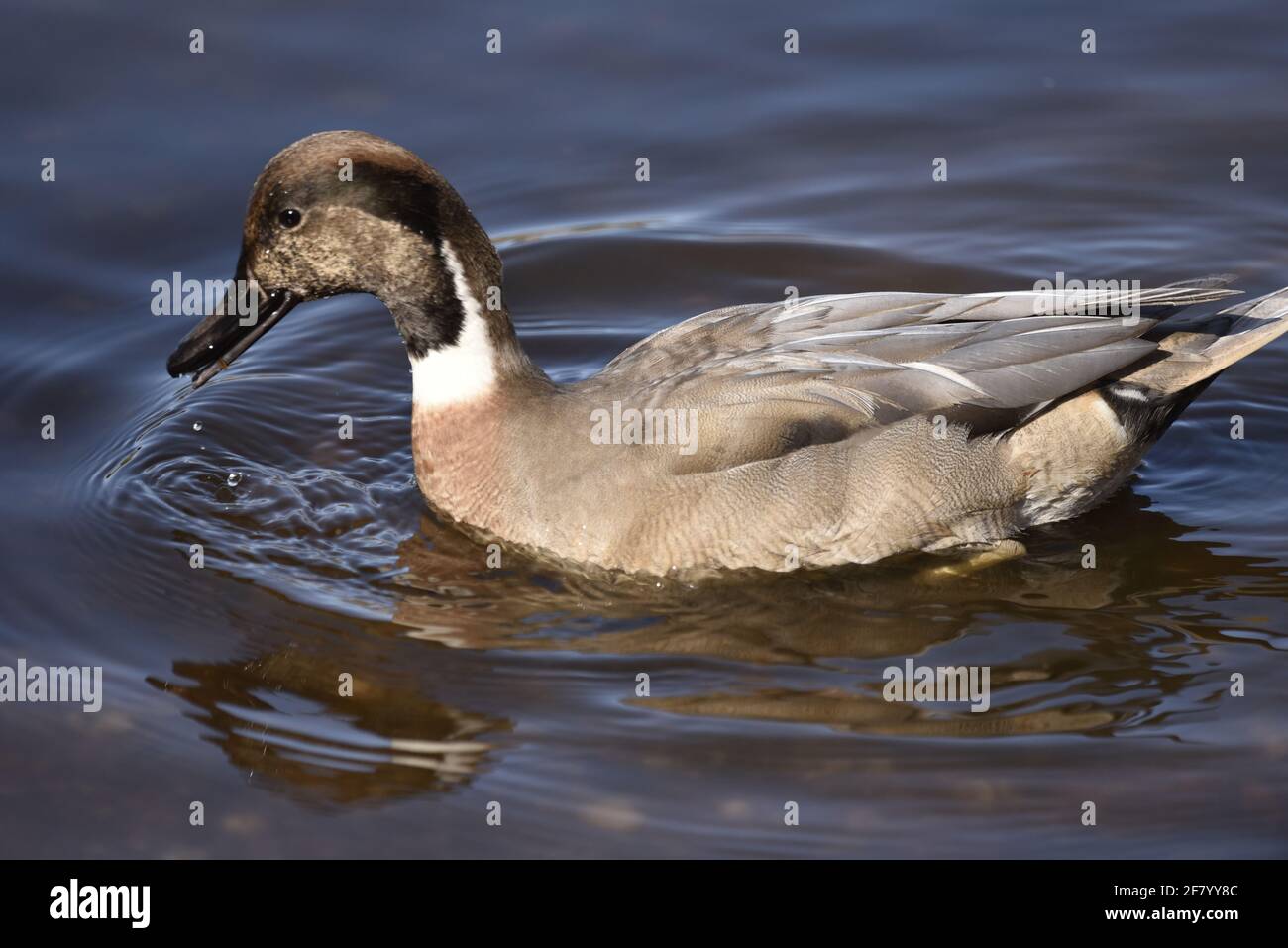 Pintail settentrionale x Gadwall (Anas acuta x Anas strepera) Anatra Nuoto a destra a sinistra in un lago in un Riserva naturale in primavera nel Regno Unito Foto Stock