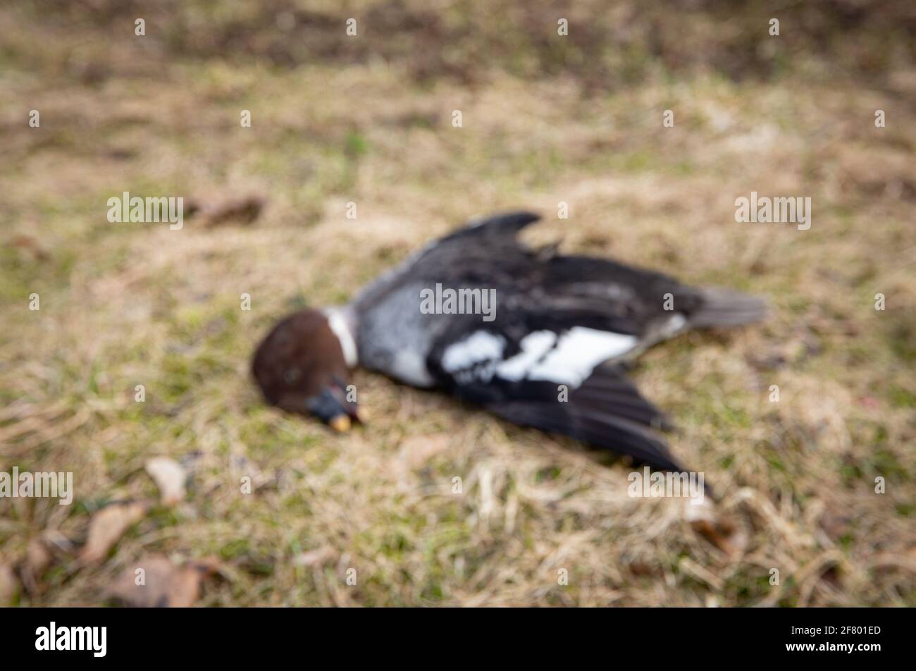 Su scopo immagine offuscata di uccello selvaggio morto occhio di oro comune, influenza aviaria noto come concetto di influenza aviaria. (Nella vita reale ha avuto incidente di volo). Foto Stock