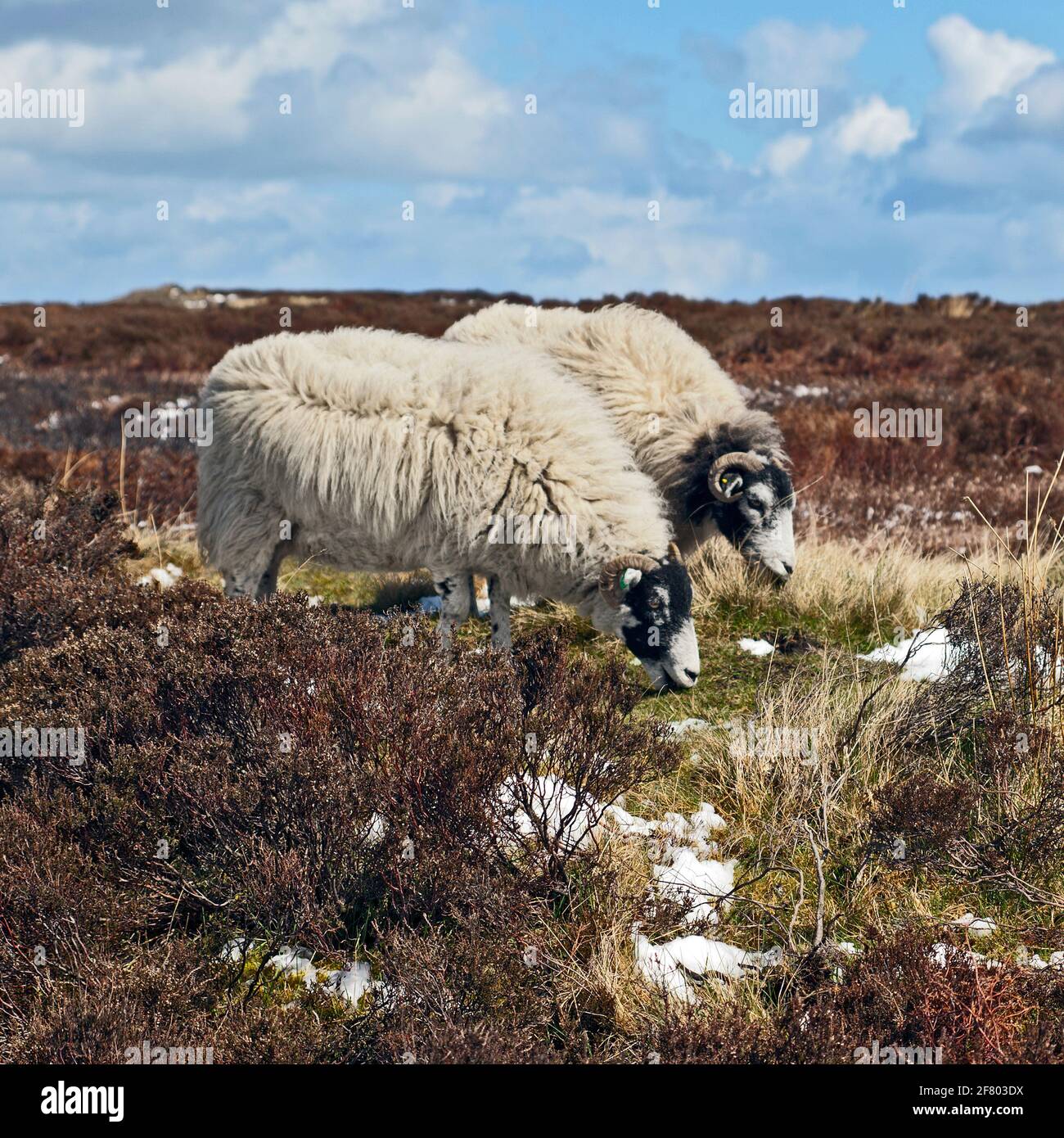 Black face Sheep Free roaming sul North Yorkshire Moors Nei primi mesi di primavera Foto Stock