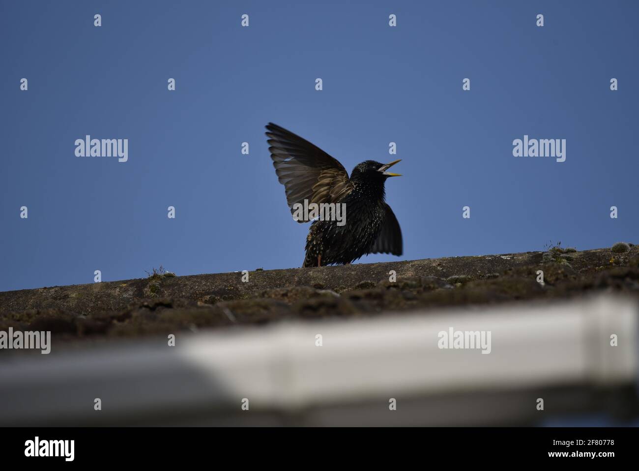 Starling comune (Sturnus vulgaris) con becco e ali aperti sulla cima del tetto in un'area urbana, Regno Unito Foto Stock