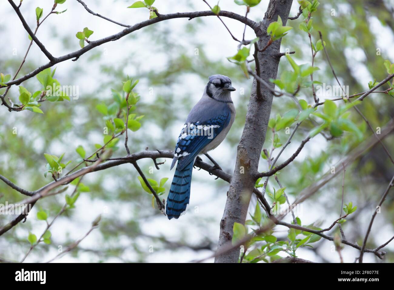 Un uccello di jay blu adulto appollaiato su un ramo trre all'inizio della primavera con foglie verdi sparse, vista del piumaggio posteriore e testa che guarda di lato Foto Stock