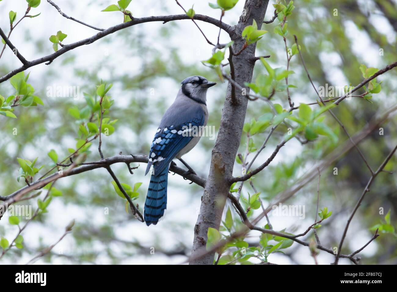 Un uccello di jay blu adulto appollaiato su un ramo trre all'inizio della primavera con foglie verdi sparse, vista del piumaggio posteriore e testa che guarda di lato Foto Stock