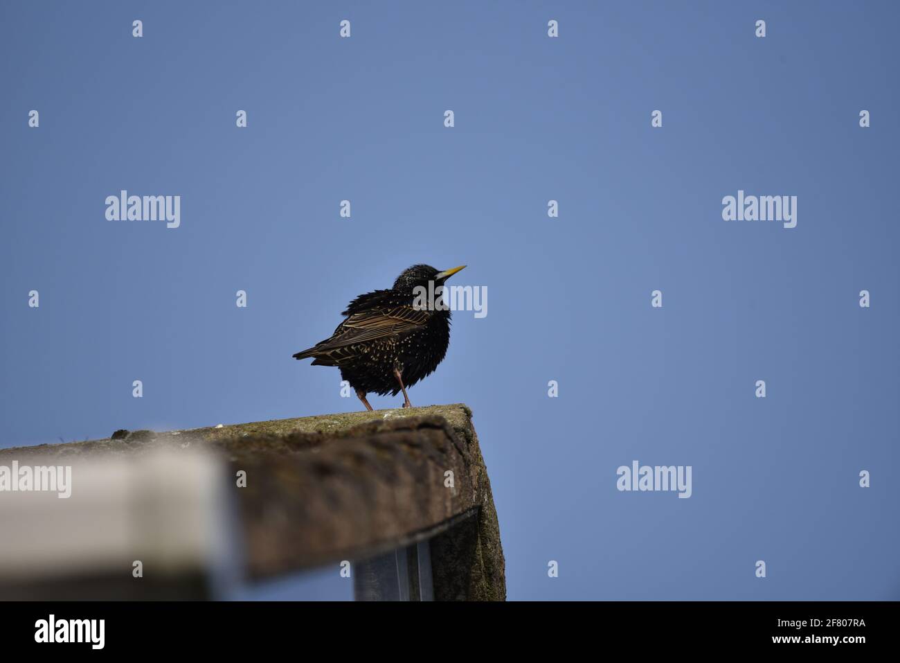 Starling comune (Sturnus vulgaris) guardando Skywards da un tetto urbano in Staffordshire, Inghilterra in primavera Foto Stock