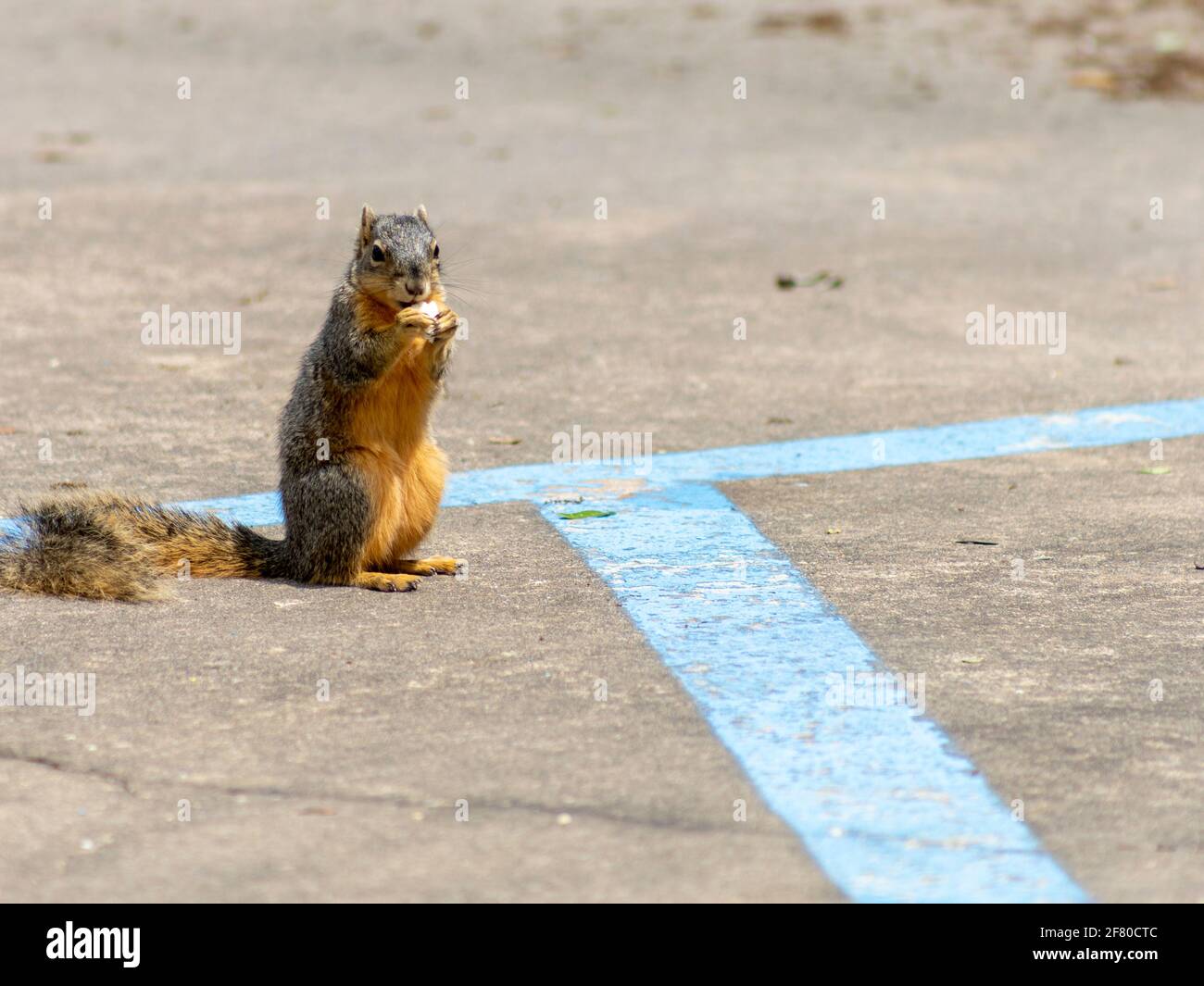 scoiattolo di terra su un parcheggio Foto Stock