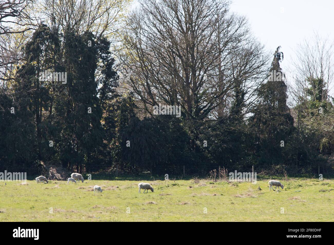 Pascolo delle pecore all'abbazia di St Michael, Farnborough, Hampshire, Inghilterra Foto Stock