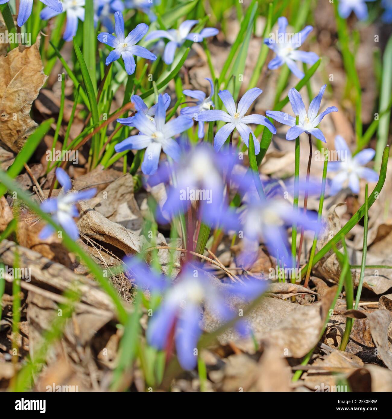 Giacinti di stelle in fiore, Chionodoxa, in primavera Foto Stock