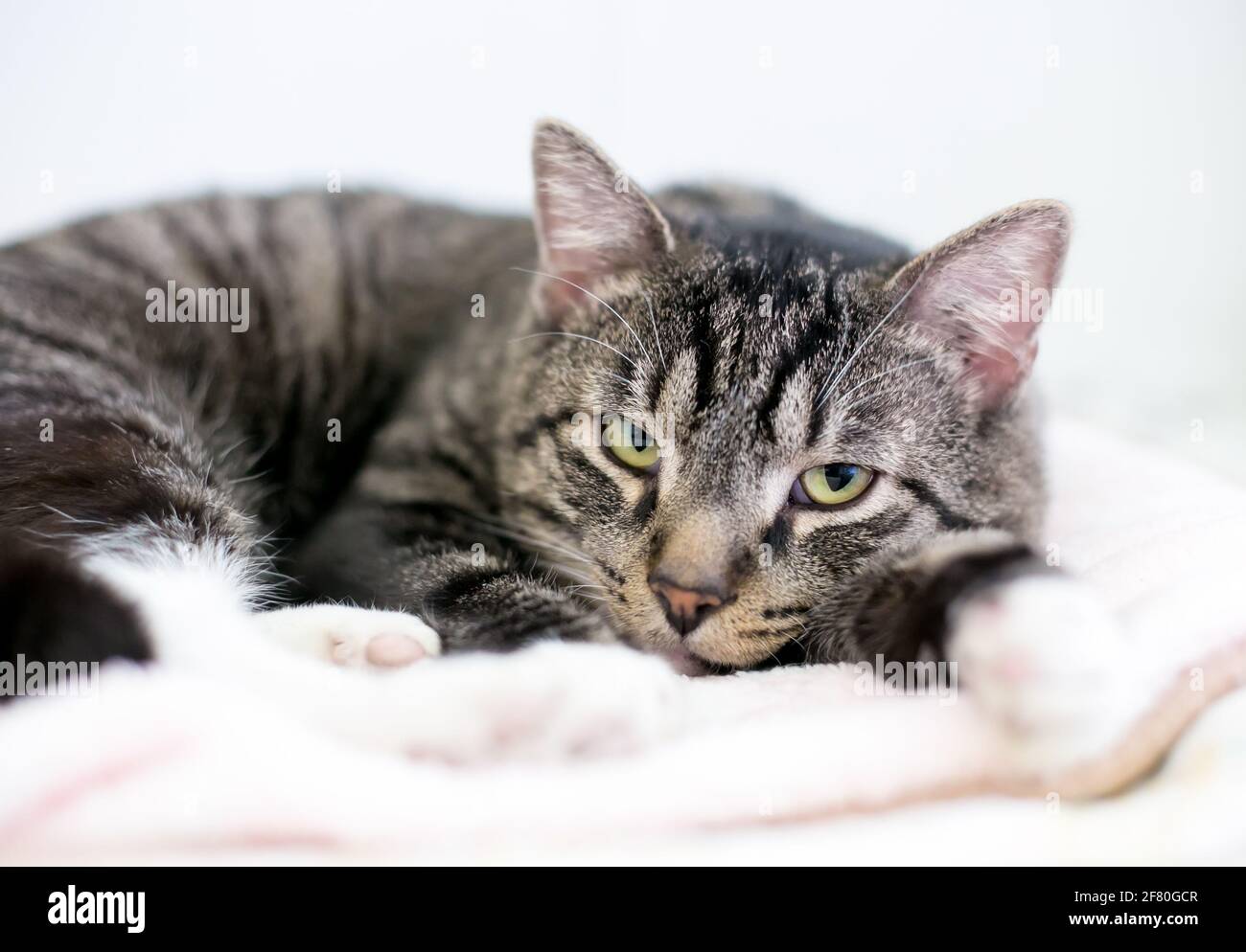 Un gatto tabby tabby marrone pigro sdraiato su un coperta e guardando la macchina fotografica Foto Stock