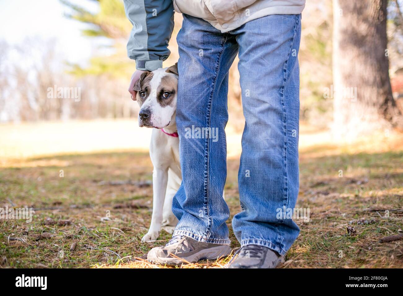Un cane misto timido di razza che si nasconde dietro una persona con un'espressione nervosa sul suo volto Foto Stock