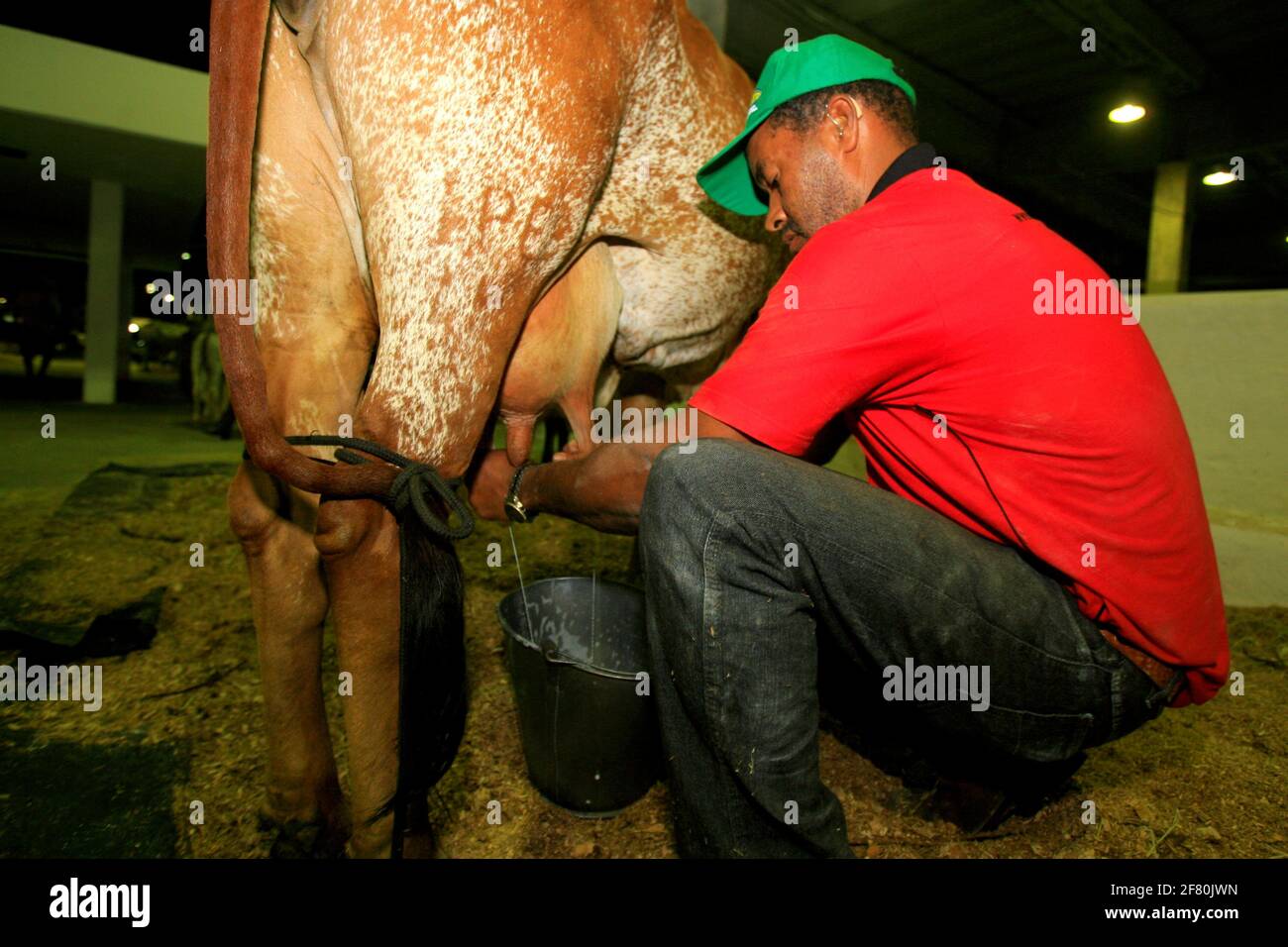 salvador, bahia / brasile - 2 dicembre 2014: Cowboy è visto fare la mungitura manuale di mucca da latte nella città di Salvador. *** Local Caption *** . Foto Stock