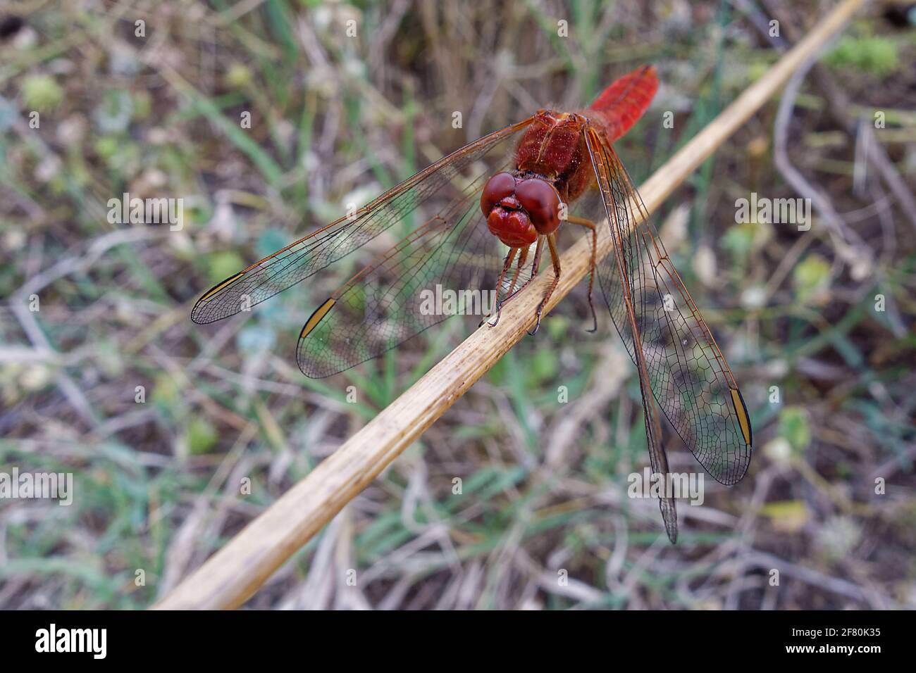 Libellula scarlatto maschio (Crocotemis erythraea) Foto Stock