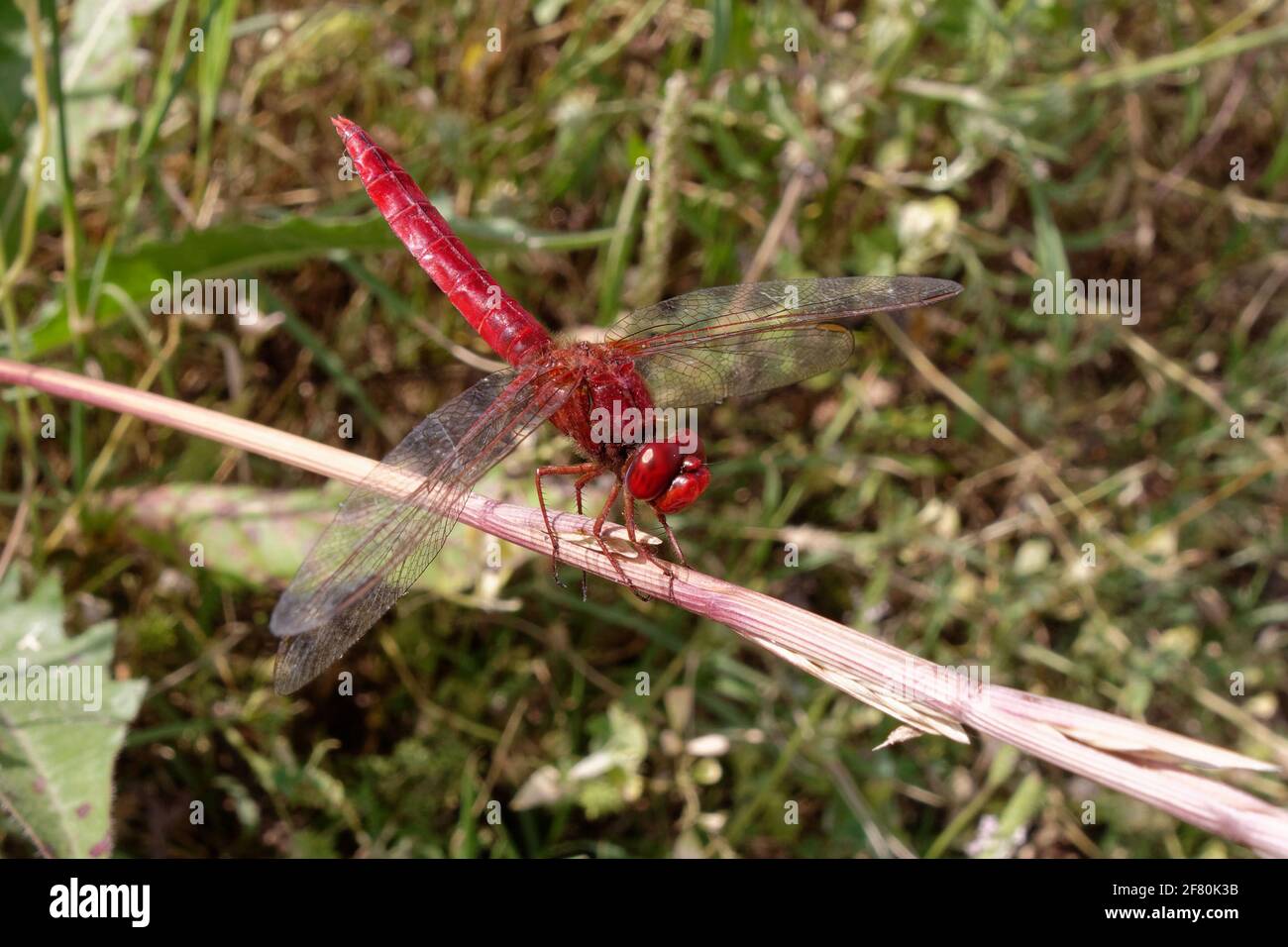 Libellula scarlatto maschio (Crocotemis erythraea) Foto Stock