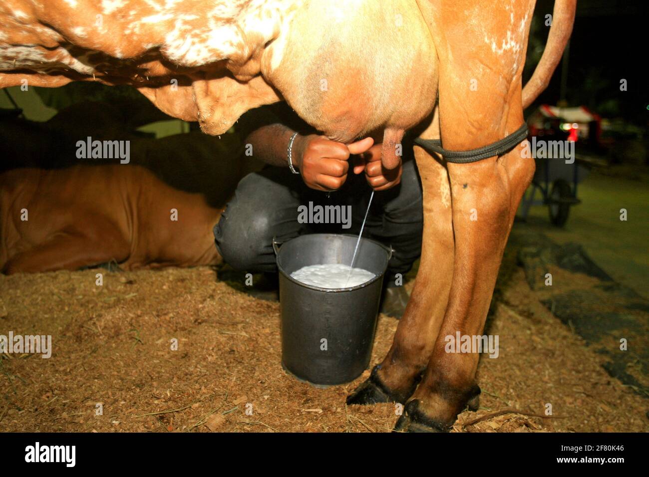 salvador, bahia / brasile - 2 dicembre 2014: Cowboy è visto fare la mungitura manuale di mucca da latte nella città di Salvador. *** Local Caption *** . Foto Stock