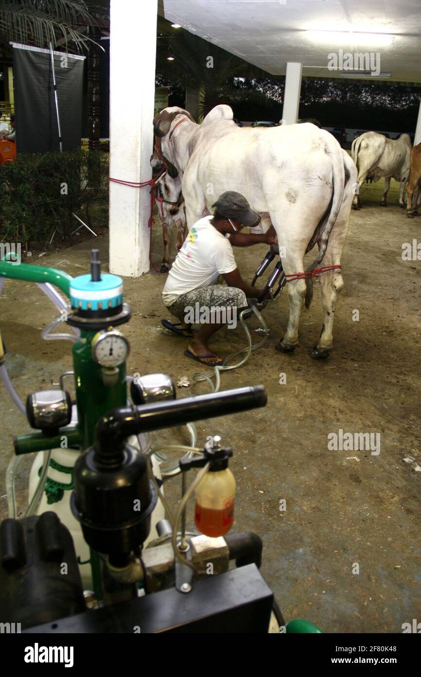 salvador, bahia / brasile - 2 dicembre 2013: Cowboy è visto fare mungere meccanizzato di mucca da latte nella città di Salvador. *** Local Caption *** . Foto Stock
