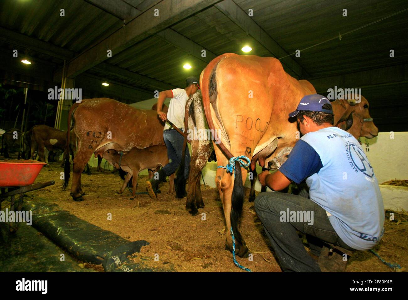 salvador, bahia / brasile - 2 dicembre 2014: Cowboy è visto fare la mungitura manuale di mucca da latte nella città di Salvador. *** Local Caption *** . Foto Stock