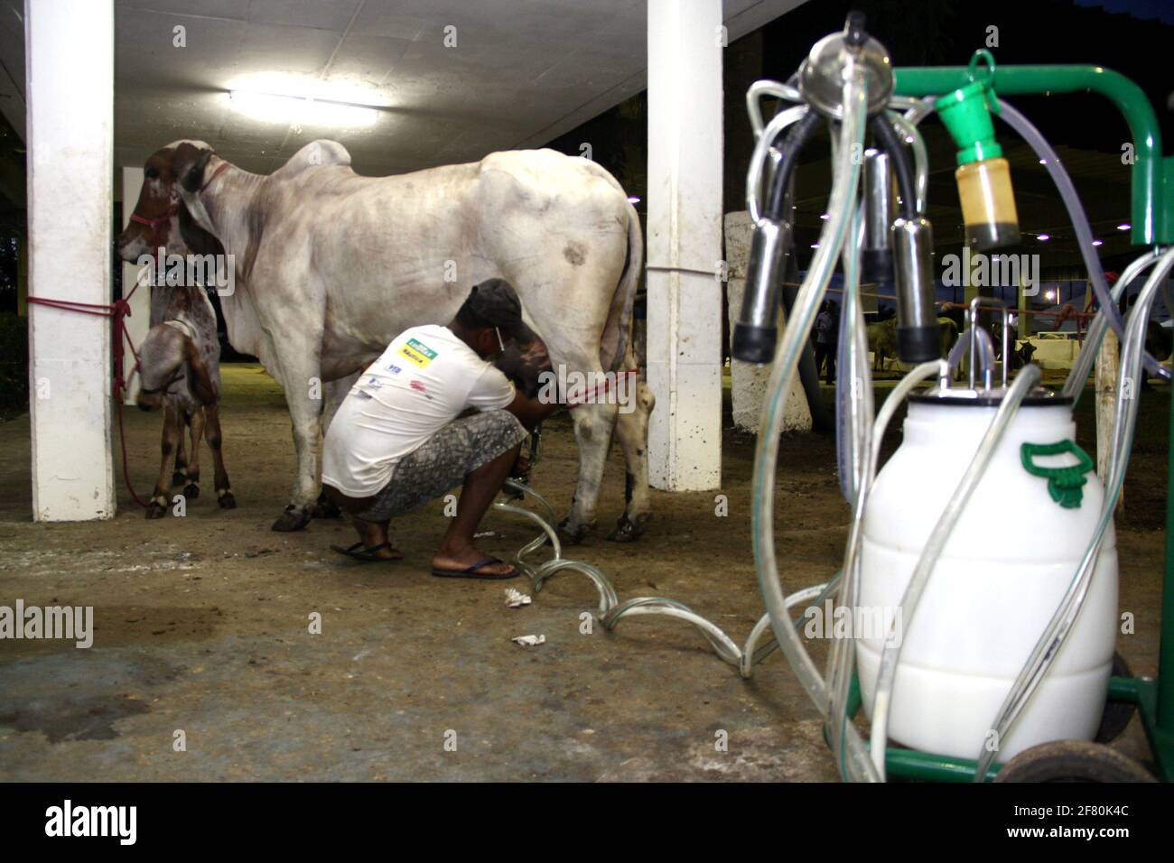 salvador, bahia / brasile - 2 dicembre 2013: Cowboy è visto fare mungere meccanizzato di mucca da latte nella città di Salvador. *** Local Caption *** . Foto Stock