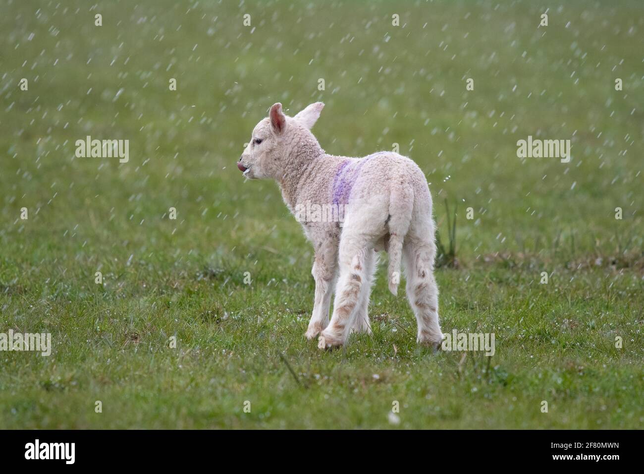 Gartness, Stirling, Scozia, Regno Unito. 10 Apr 2021. UK Weather - un agnello lecca il latte dalla bocca dopo l'alimentazione durante una tempesta di grandine nel tardo pomeriggio, con neve e temperature al di sotto delle previsioni di congelamento overnight Credit: Kay Roxby/Alamy Live News Foto Stock